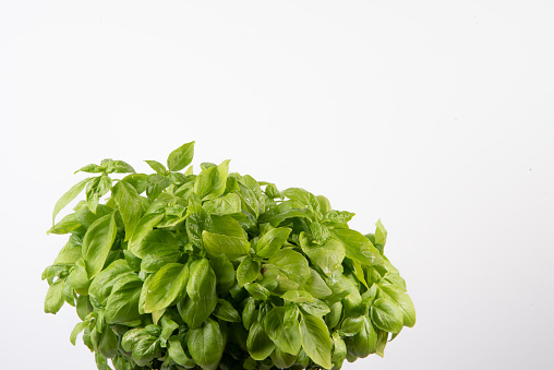 closeup of a natural basil plant on a white background