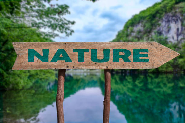 istock Nature wooden arrow road sign 1341425558