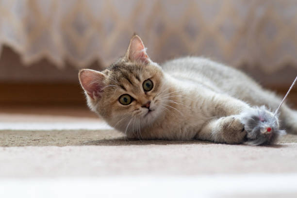 istock British Shorthair cat Golden Chinchilla 1341425662