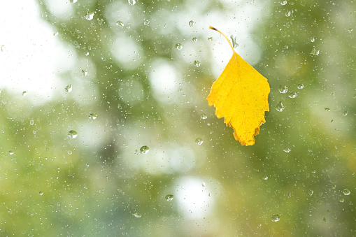 yellow birch leaf on the window with raindrops, autumn leaf fall, copy space