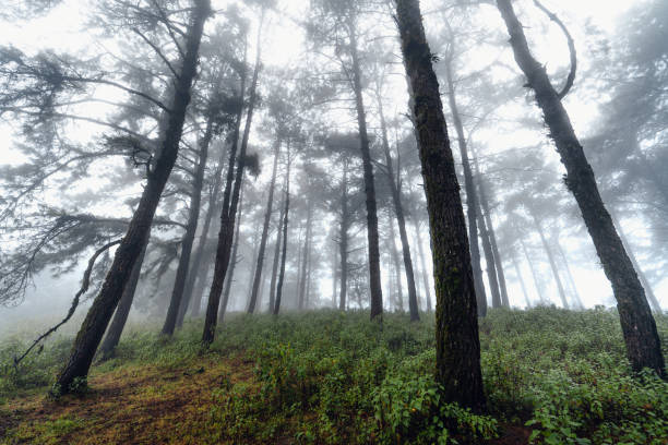 istock dark forest during a foggy,forest pine in asia 1341426482