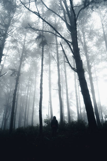 istock dark forest during a foggy,forest pine in asia 1341427078