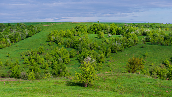 Deciduous trees in a hilly terrain, cloudy day. Panoramic landscape. Spring, April. Web banner. Ukraine. Europe.