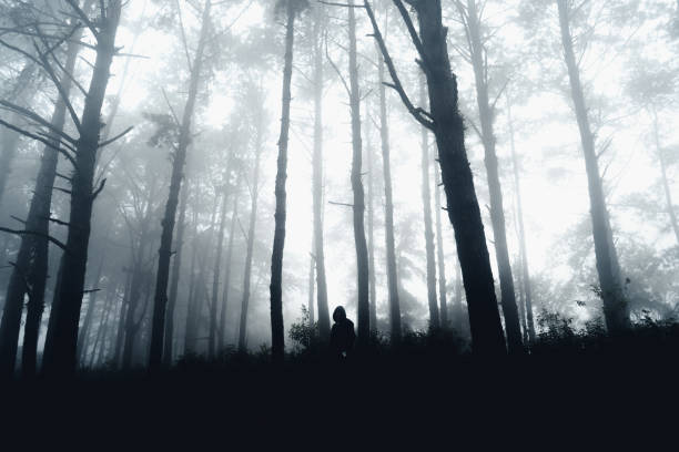 istock dark forest during a foggy,forest pine in asia 1341427180