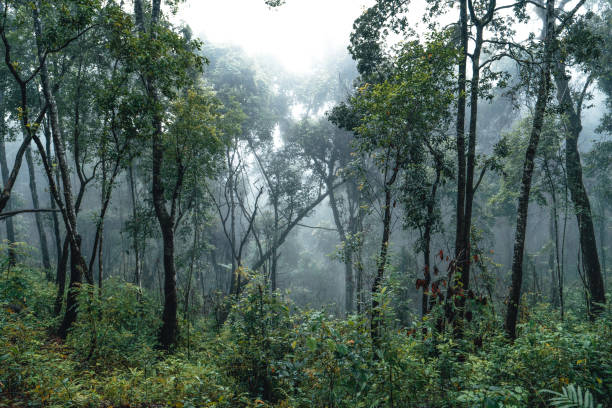 istock dark forest during a foggy,forest pine in asia 1341427199