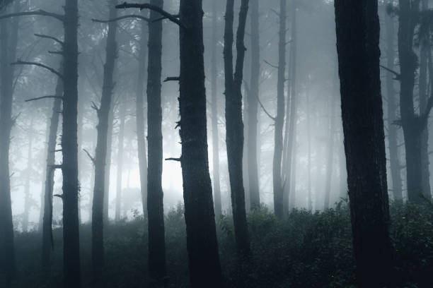 istock dark forest during a foggy,forest pine in asia 1341427270
