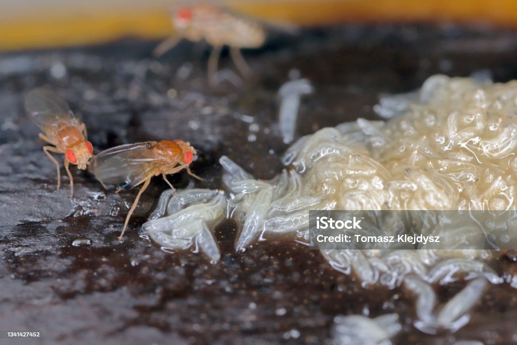 유충의 많은 구더기와 일반적인 과일 비행 또는 식초 비행의 성인 Drosophila 멜라노가스터 그것은 가족 ...