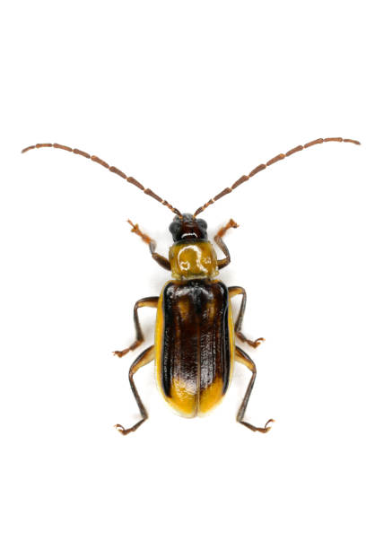 istock The Western corn rootworm Diabrotica virgifera virgifera is one of the most devastating corn rootworm species. Male isolated on a white background. 1341427497