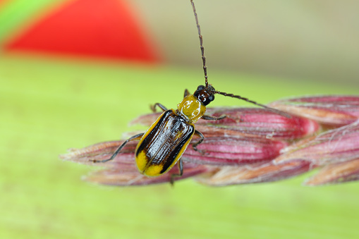 The Western Corn Rootworm, Diabrotica virgifera virgifera (Coleoptera: Chrysomelidae), was introduced in the 1990s into Serbia. This is an important pest of maize occurring in North America, whose soil-inhabiting larvae can seriously damage roots of maize (Zea mays) and lead to yield losses.