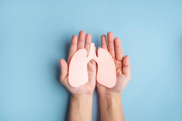 mani umane che tengono una forma polmonare sana fatta di carta su sfondo azzurro. giornata mondiale dei polmoni. - human lung foto e immagini stock