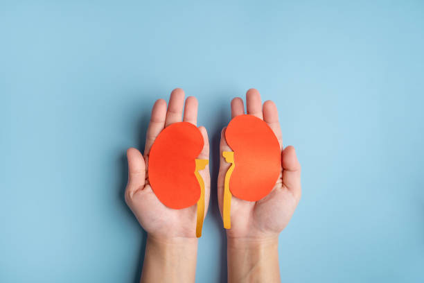 día mundial del riñón. manos humanas sosteniendo una forma de riñón saludable hecha de papel sobre fondo azul claro. - kidney cancer fotografías e imágenes de stock