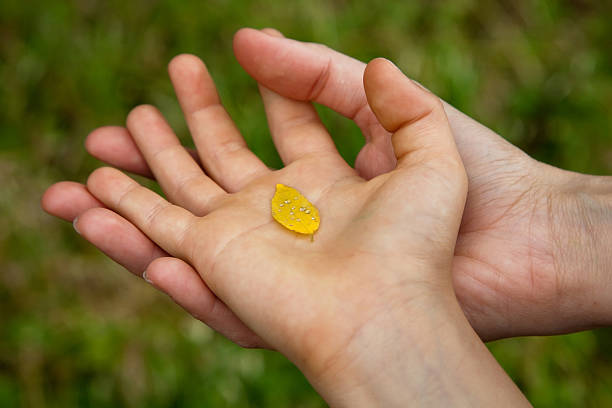 Leaf in a child hand stock photo