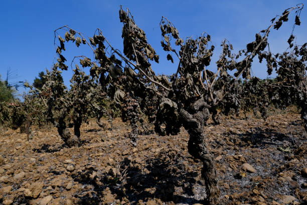 uvas penduradas arruinadas pelo fogo antes da colheita em vinhedo em afidnes, grécia, em 7 de agosto de 2021. - globe grape - fotografias e filmes do acervo
