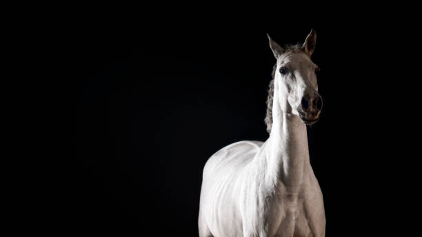 istock Close-up of white horse 1341428932