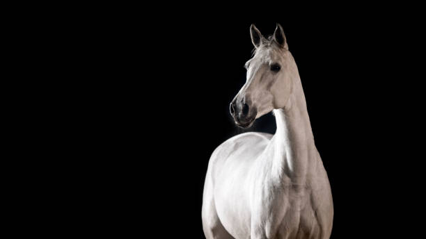 istock Close-up of white horse 1341428934
