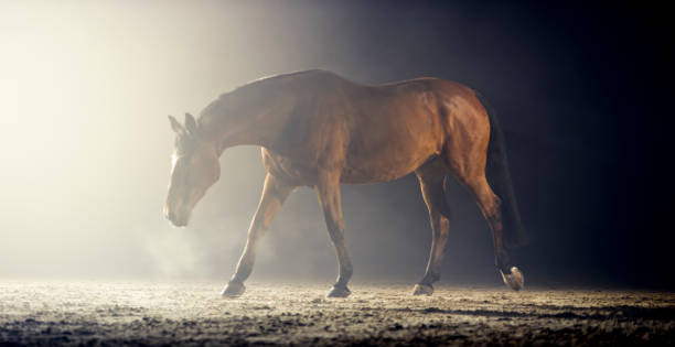 istock Brown horse walking in riding hall 1341428938