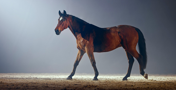 Side view of brown horse walking in riding hall during night.