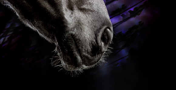 Close-up of black horse mouth against black background.