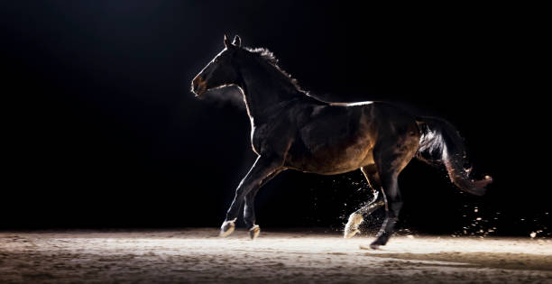 istock Black horse running in riding hall 1341428941