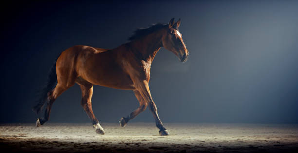 istock Brown horse running in riding hall 1341428944