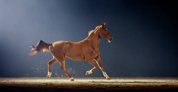 istock Brown horse running in riding hall 1341428946