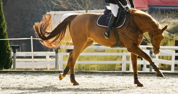 Female rider riding brown horse in racecourse Low section of female rider riding brown horse in racecourse. charismatic racehorse stock pictures, royalty-free photos & images