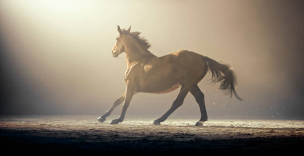 istock Brown horse running in riding hall 1341428948