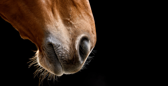 Close-up of brown horse mouth against black background.