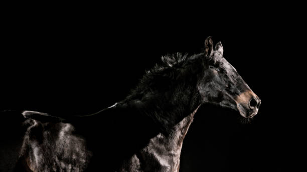 istock Close-up of black horse 1341428952