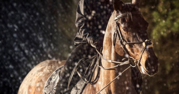 Female rider on horse jumping through a water curtain Low section of female rider on horse jumping through a water curtain. charismatic racehorse stock pictures, royalty-free photos & images