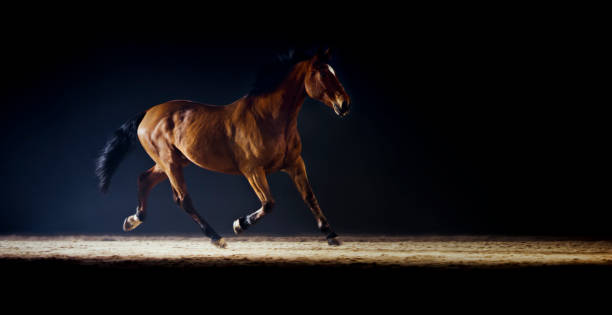 istock Brown horse running in riding hall 1341428959