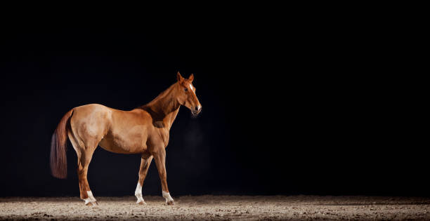 istock Brown horse standing in riding hall 1341428960