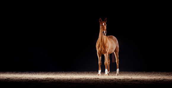 Brown horse looking away while standing in riding hall during night.