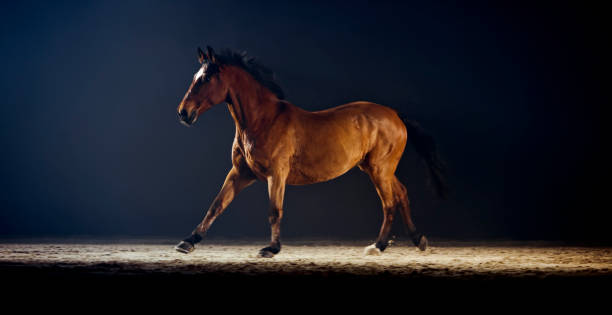 istock Brown horse running in riding hall 1341428963