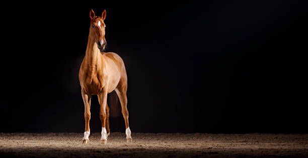 istock Brown horse standing in riding hall 1341428966