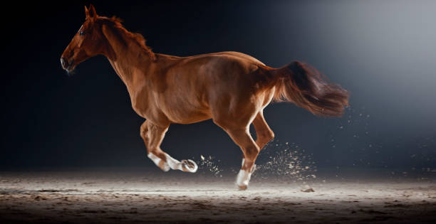 Brown horse running in riding hall