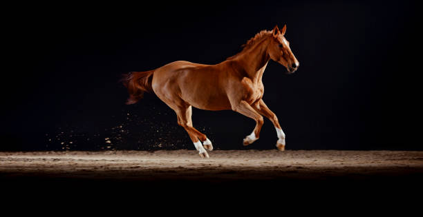 istock Brown horse walking in riding hall 1341428973