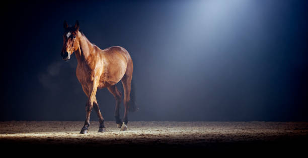 istock Brown horse walking in riding hall 1341428976