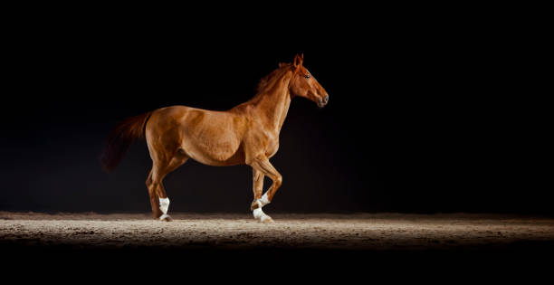 istock Brown horse walking in riding hall 1341428977