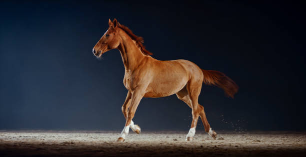 istock Brown horse running in riding hall 1341428979