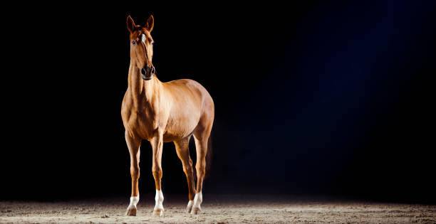 istock Brown horse standing in riding hall 1341428981