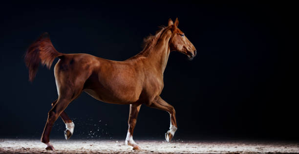 istock Brown horse running in riding hall 1341428982