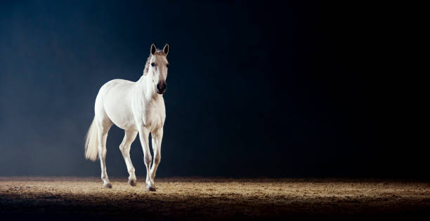 istock White horse walking in riding hall 1341428986