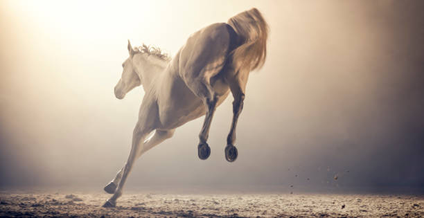 close-up of horse passing with his rider over the flames of the piorno. Celebration held during the night of 16 January Day, in the town of San Bartolomé de Pinares, Avila, Spain, as an act of purification of animals
