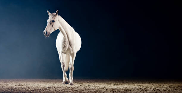 istock White horse walking in riding hall 1341428990
