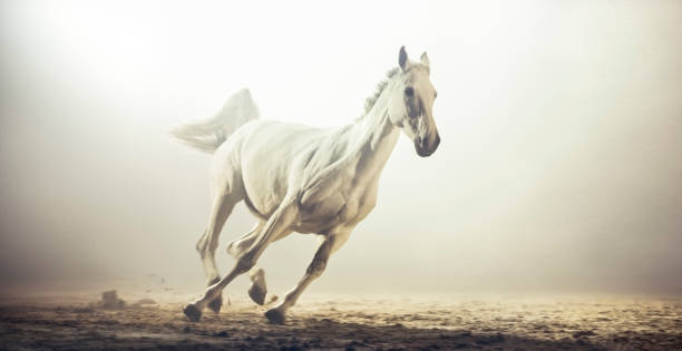 istock White horse running in riding hall 1341428991