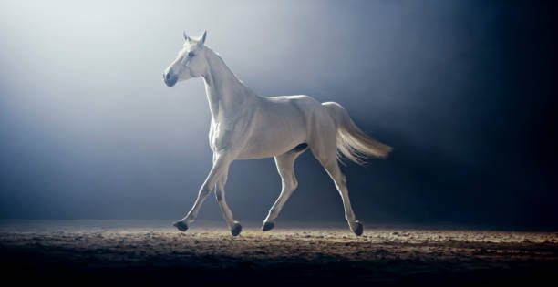 istock White horse running in riding hall 1341428993
