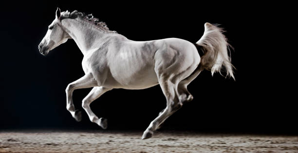 White horse running in riding hall Side view of white horse running in riding hall during night. white horse stock pictures, royalty-free photos & images