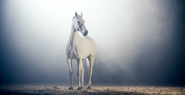 istock White horse standing in riding hall 1341428996