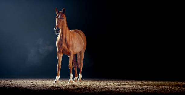 istock Brown horse standing in riding hall 1341428997